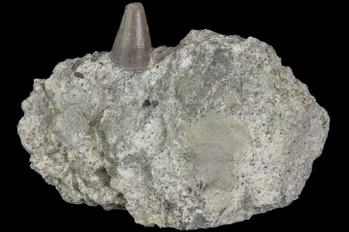 Jurassic Crocodile (Goniopholis?) Tooth - Colorado #182618